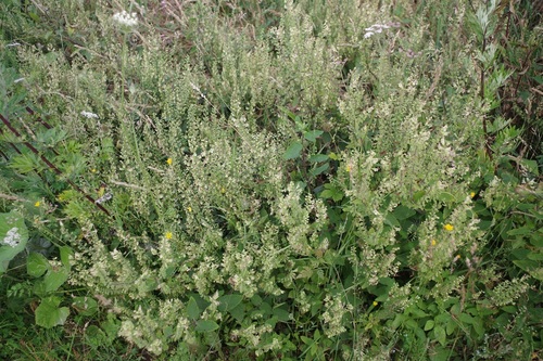 Woodland germander (Teucrium scorodonia)