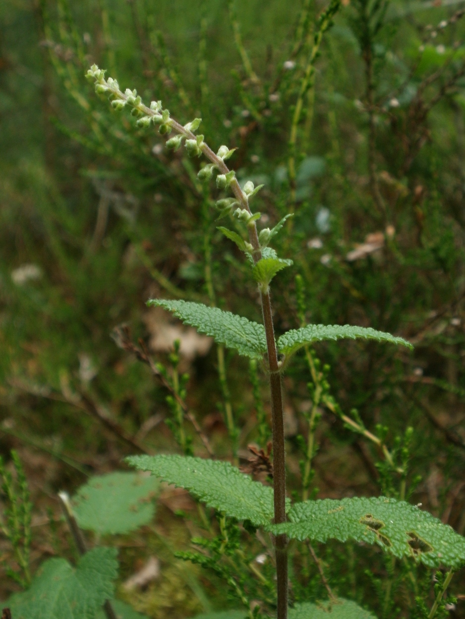 Woodland germander: Salbei-Gamander ( Teucrium scorodonia ) auf dem Feldherrenhügel