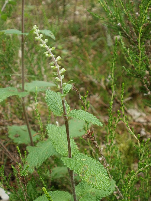 Woodland germander: Salbei-Gamander (Teucrium scorodonia) auf dem Feldherrenhügel