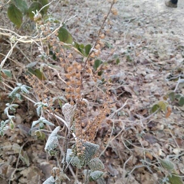 Woodland germander (Teucrium scorodonia)