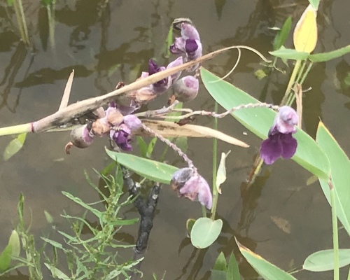 Powdery alligator-flag (Thalia dealbata)