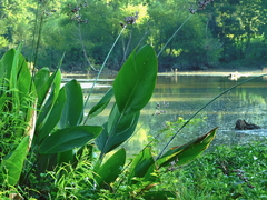 Powdery alligator-flag (Thalia dealbata)