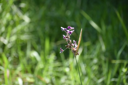 Powdery alligator-flag (Thalia dealbata)