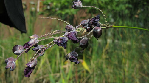 Powdery alligator-flag (Thalia dealbata)
