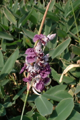 Powdery alligator-flag (Thalia dealbata)