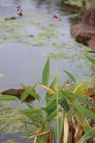Powdery alligator-flag (Thalia dealbata)