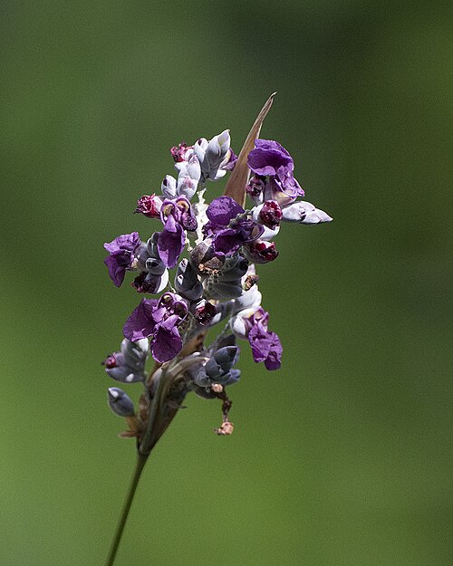 Powdery alligator-flag: Thalia dealbata.