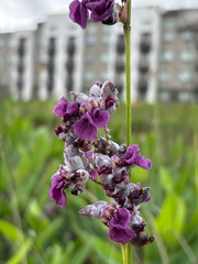 Powdery alligator-flag (Thalia dealbata)