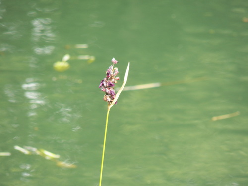 Powdery alligator-flag (Thalia dealbata)