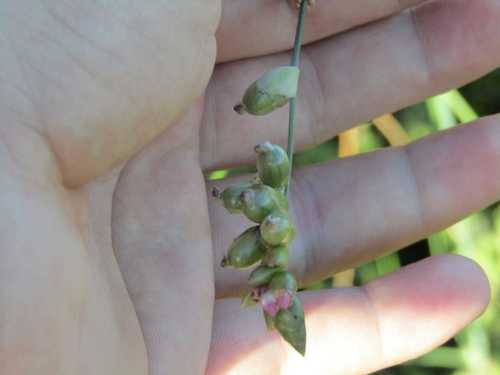 Thalia densibracteata (Thalia densibracteata)