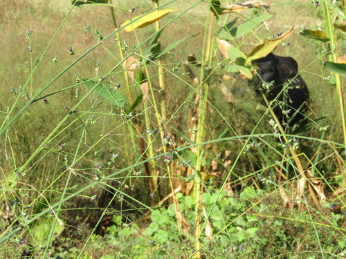 Thalia densibracteata (Thalia densibracteata)