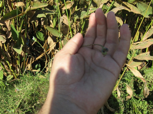 Thalia densibracteata (Thalia densibracteata)