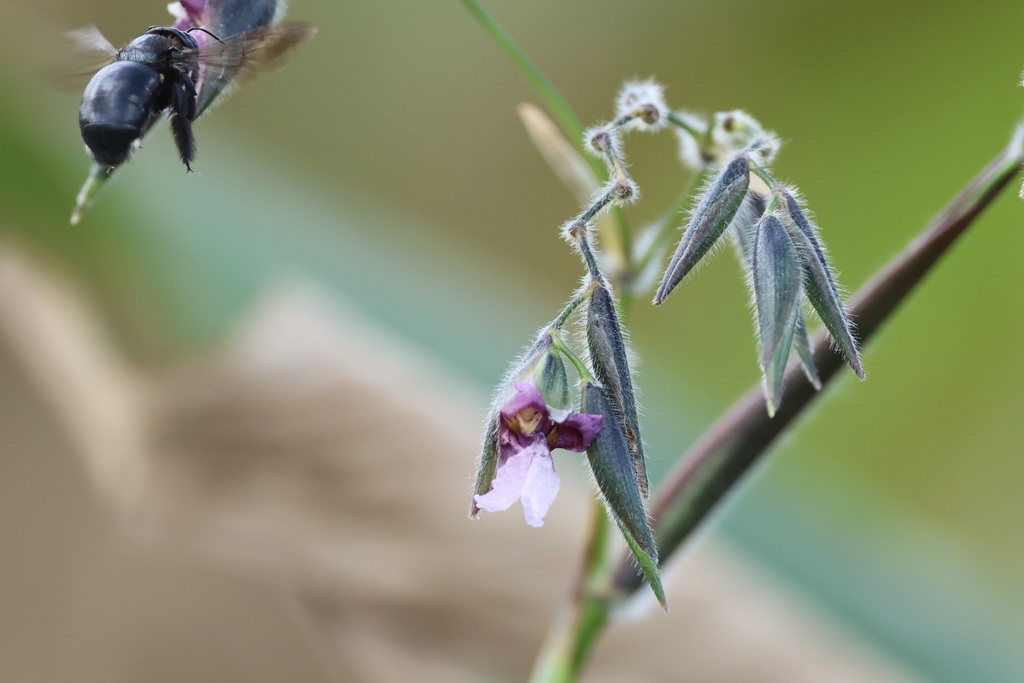 Bent alligator-flag (Thalia geniculata)