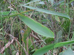 Bent alligator-flag (Thalia geniculata)