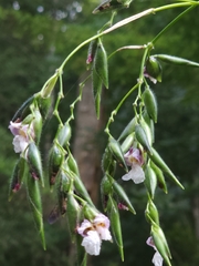 Bent alligator-flag (Thalia geniculata)
