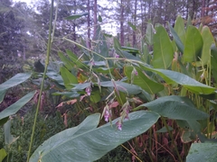 Bent alligator-flag (Thalia geniculata)