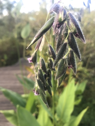 Bent alligator-flag (Thalia geniculata)