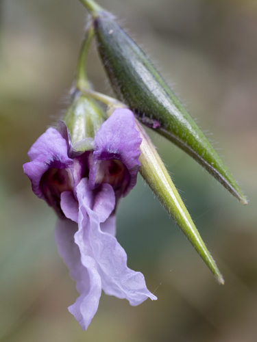 Bent alligator-flag (Thalia geniculata)