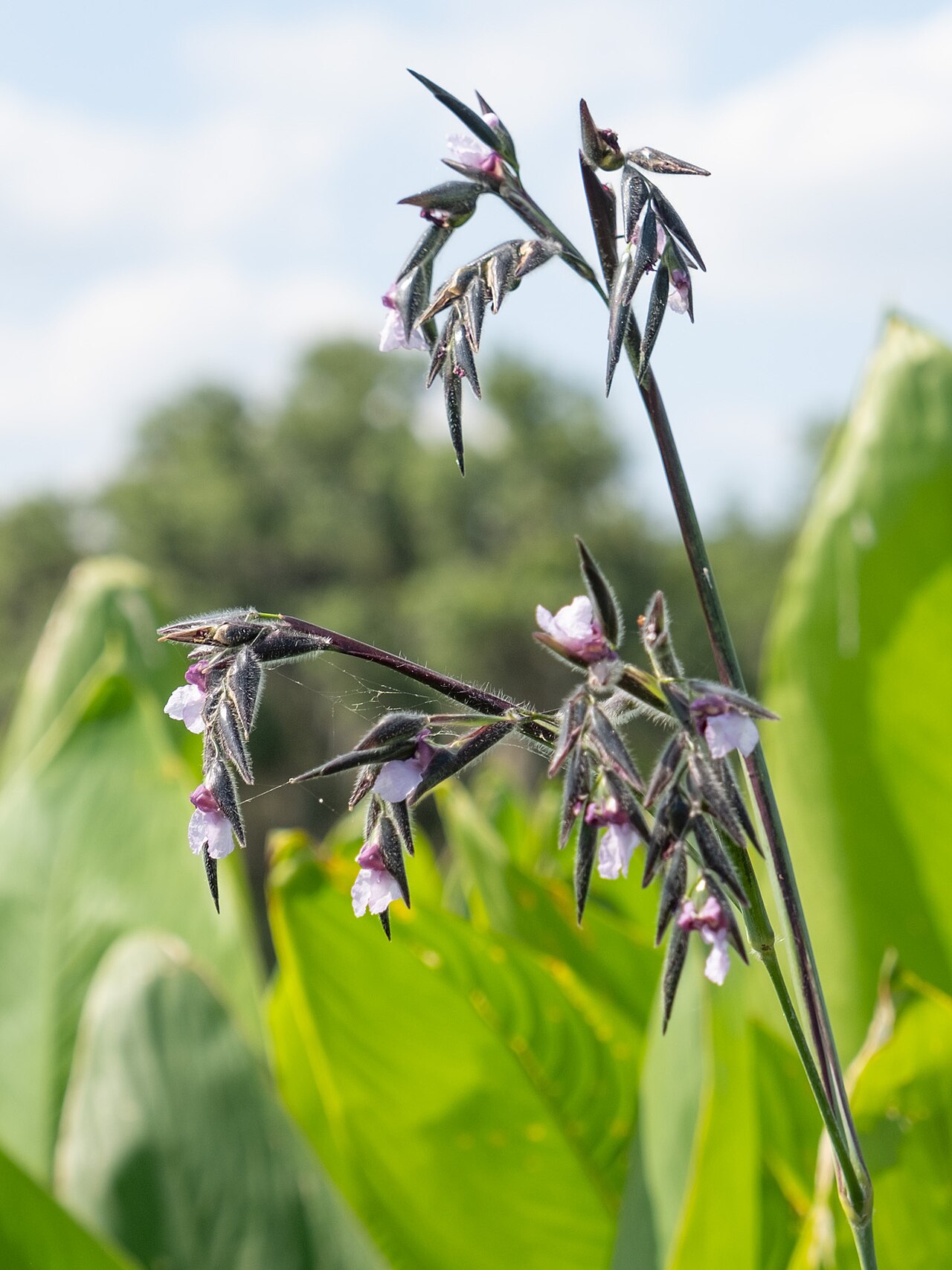 Bent alligator-flag: Alligator flag ( Thalia geniculata ) in the United States