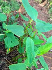 Bent alligator-flag (Thalia geniculata)