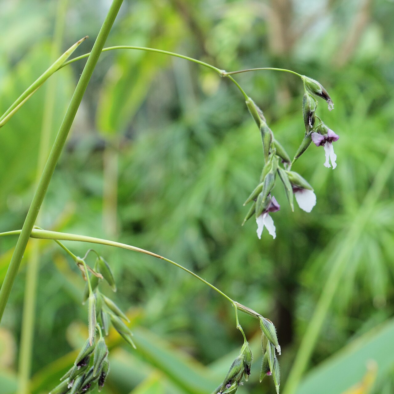 Bent alligator-flag: Thalia geniculata, identifierad med hjälp av befintlig skylt vid Kew Gardens , London.