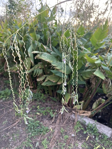Bent alligator-flag (Thalia geniculata)