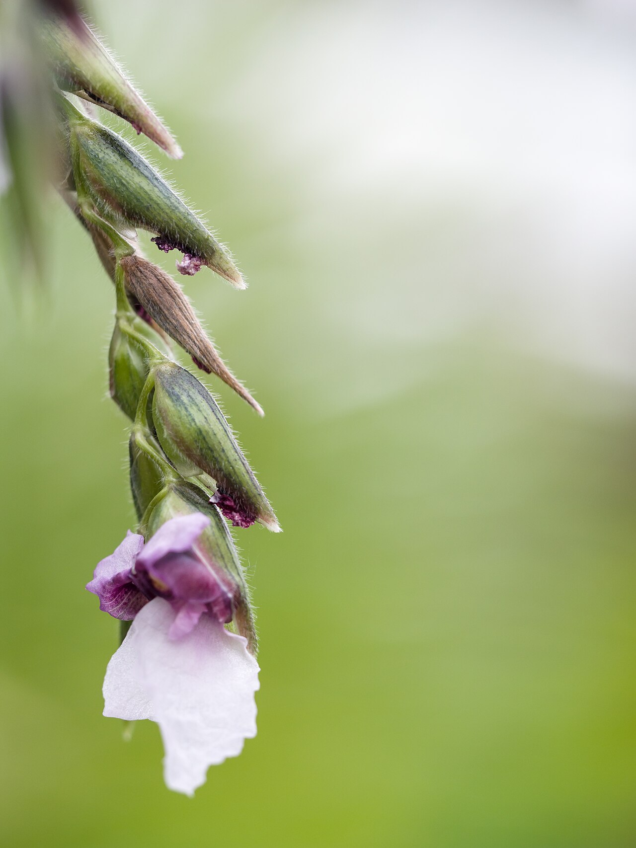 Bent alligator-flag: Thalia geniculata, Tropical house, Royal Botanic Gardens, Kew
