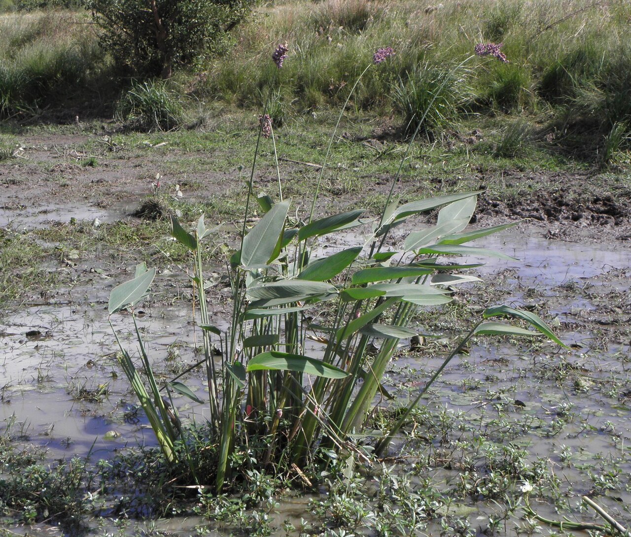 Thalia multiflora: Peguajó ( Thalia multiflora ).