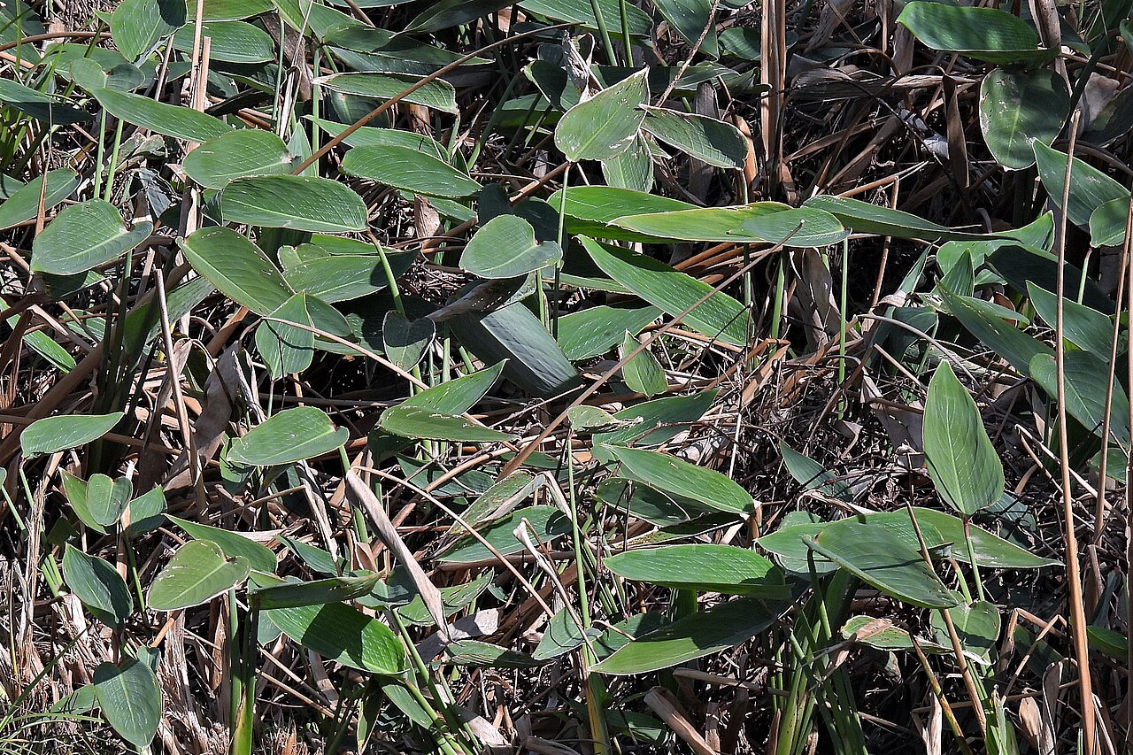 Thalia multiflora: Thalia multiflora
