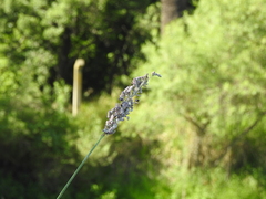Thalia multiflora (Thalia multiflora)