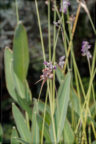 Thalia multiflora (Thalia multiflora)