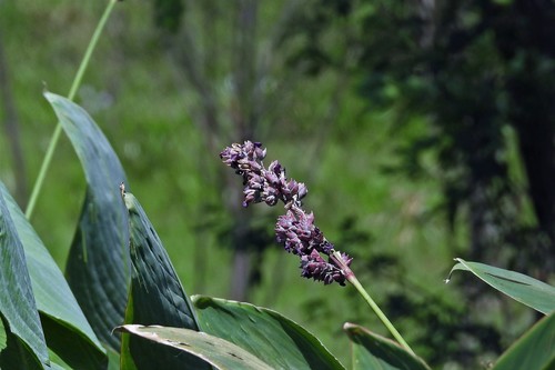 Thalia multiflora (Thalia multiflora)