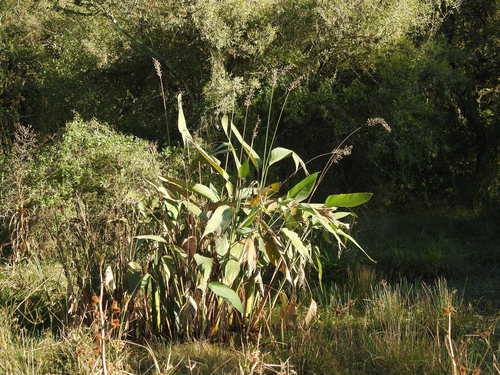 Thalia multiflora (Thalia multiflora)