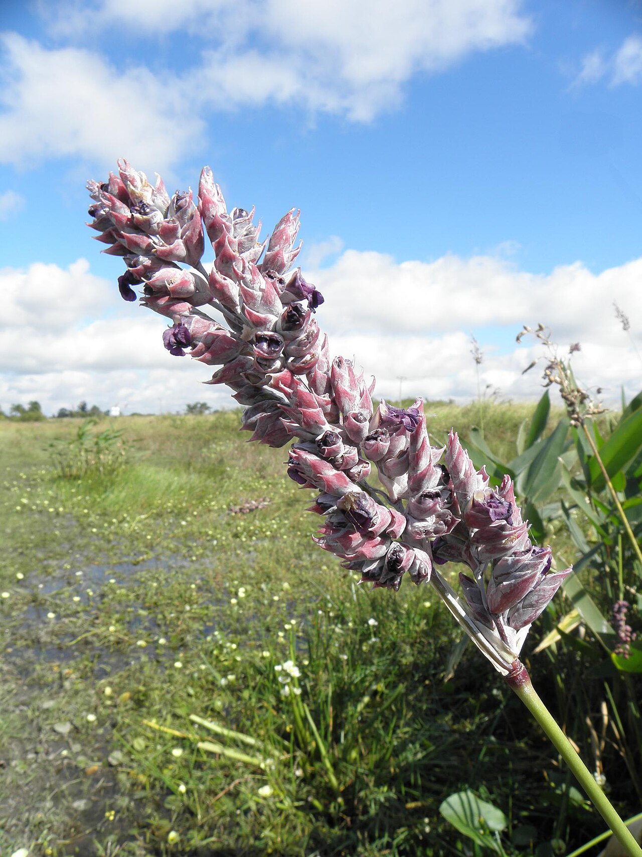 Thalia multiflora: Peguajó ( Thalia multiflora ).