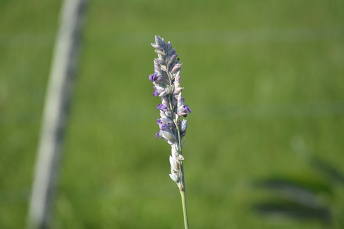 Thalia multiflora (Thalia multiflora)