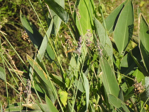 Thalia multiflora (Thalia multiflora)