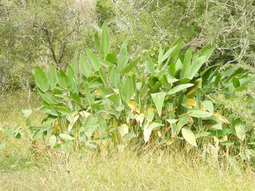 Thalia multiflora (Thalia multiflora)
