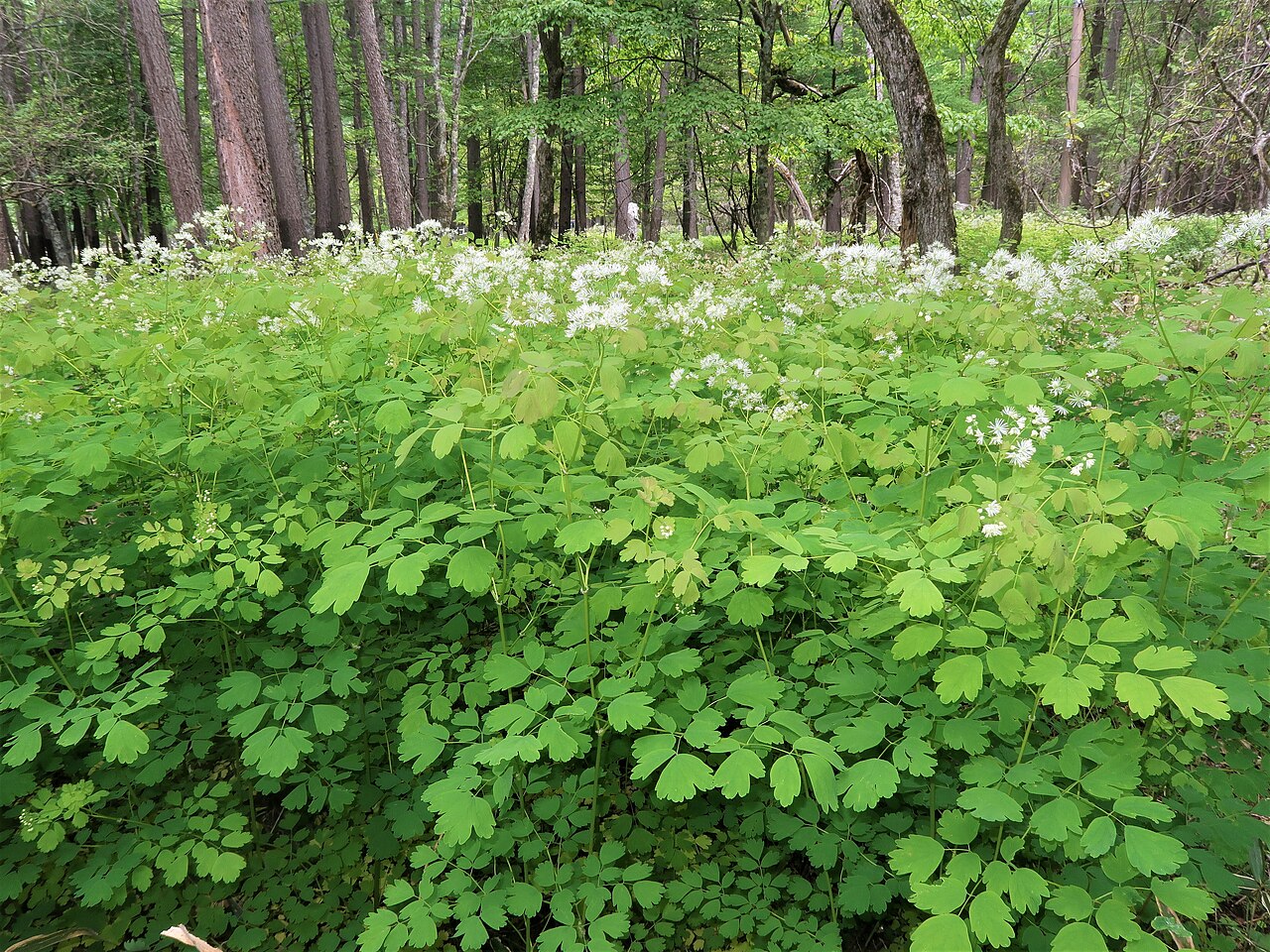Thalictrum baicalense: Thalictrum baicalense , Nikko city, Tochigi pref., Japan