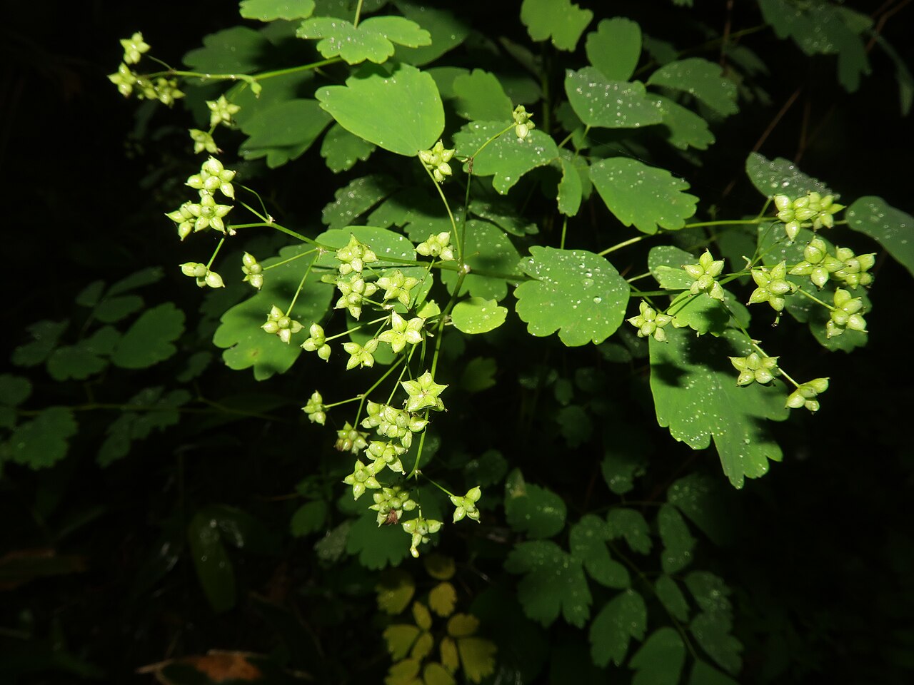 Thalictrum baicalense: Thalictrum baicalense , Nikko city, Tochigi pref., Japan