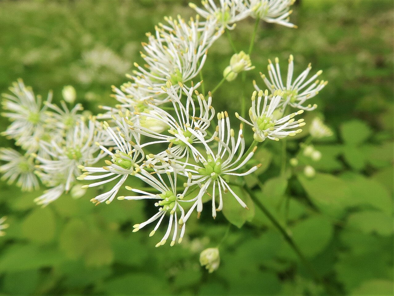Thalictrum baicalense: Thalictrum baicalense , Nikko city, Tochigi pref., Japan