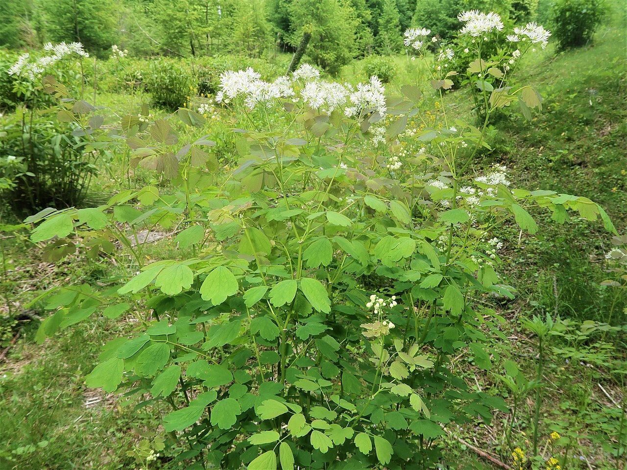 Thalictrum baicalense: Thalictrum baicalense , Nikko city, Tochigi pref., Japan