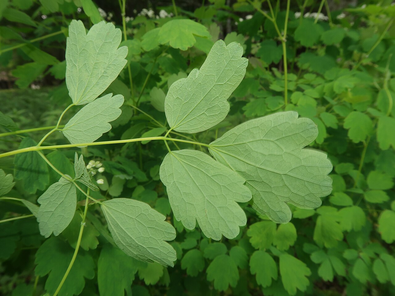 Thalictrum baicalense: Thalictrum baicalense , Nikko city, Tochigi pref., Japan