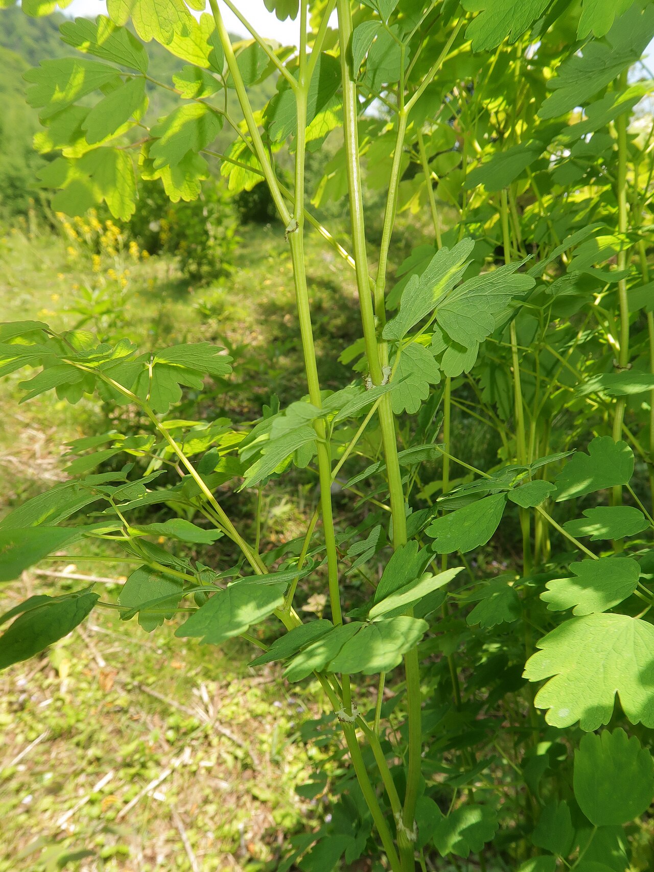 Thalictrum baicalense: Thalictrum baicalense , Nikko city, Tochigi pref., Japan