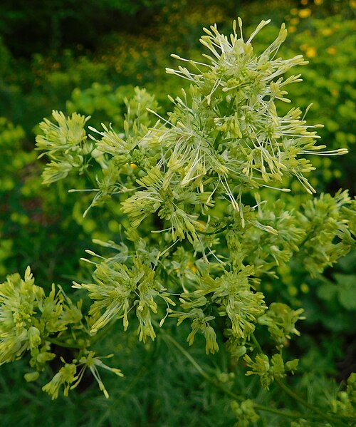 Common meadow-rue: Thalictrum flavum at the University of California Botanical Garden, Berkeley, California, USA. Identified by the garden signage.