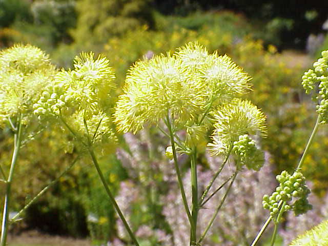 Common meadow-rue: Species : Thalictrum flavum Family : Ranunculaceae Image No. 1