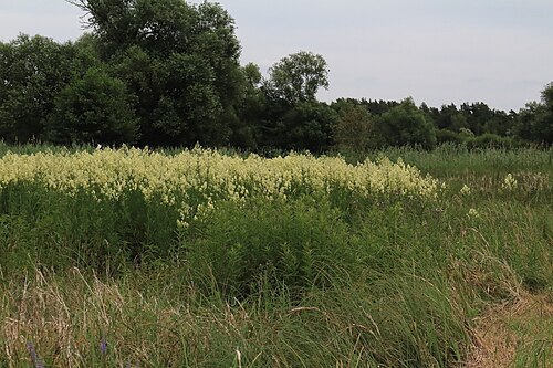 Common meadow-rue: Gelbe Wiesenraute Thalictrum flavum . Im Naturschutzgebiet Obere Allerniederung bei Celle