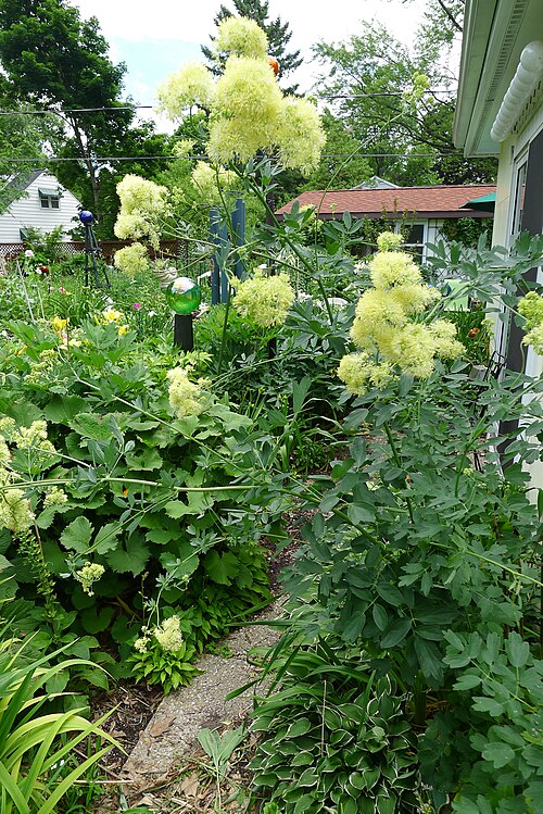 Common meadow-rue: Thalictrum flavum flowering in the garden of botanist Robert R. Kowal in Madison, Wisconsin