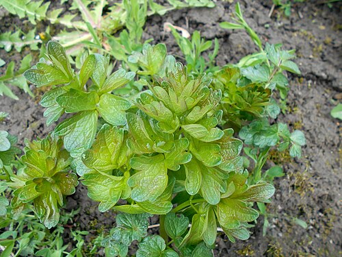 Common meadow-rue: Rutewka żółta ( Thalictrum flavum ), Ogród Botaniczny UMCS w Lublinie.