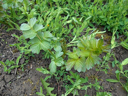 Common meadow-rue: Rutewka żółta ( Thalictrum flavum ), Ogród Botaniczny UMCS w Lublinie.