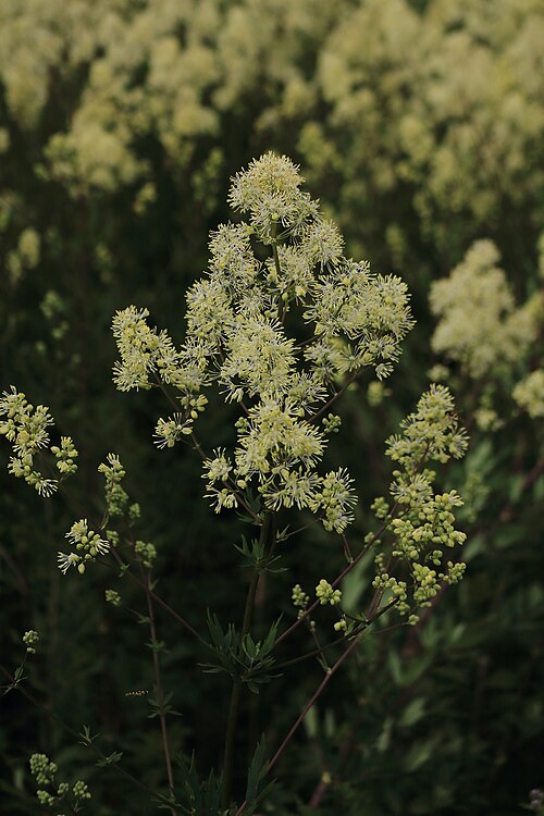 Common meadow-rue: Gelbe Wiesenraute Thalictrum flavum . Im Naturschutzgebiet Obere Allerniederung bei Celle